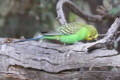 Melopsittacus undulatus