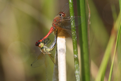 Sympetrum semicinctum occidentale
