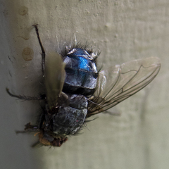 Calliphora vicina