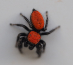 Phidippus cardinalis