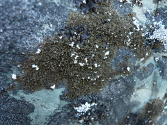 Tingiopsidium sonomense