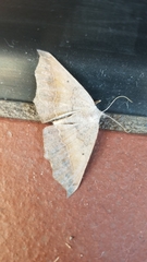 Prochoerodes forficaria