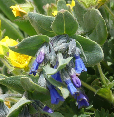 Mertensia oblongifolia