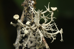 Ramalina dilacerata