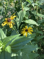 Rudbeckia hirta