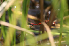 Sympetrum semicinctum occidentale