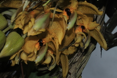 Stanhopea wardii