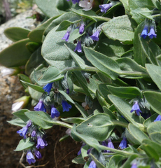 Mertensia oblongifolia