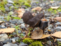 Helvella vespertina