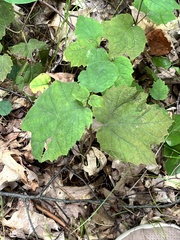Hormaphis hamamelidis