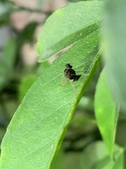 Chrysopilus basilaris
