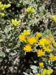 Colletes