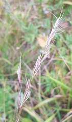 Achnatherum sibiricum