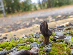 Helvella vespertina