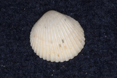Vasticardium