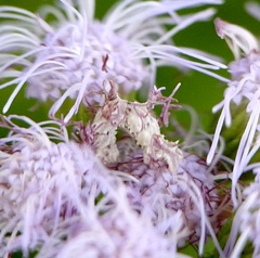 Synchlora
