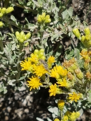 Colletes