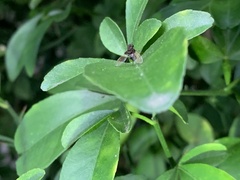 Chrysopilus basilaris