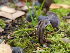 Helvella vespertina