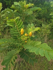 Senna