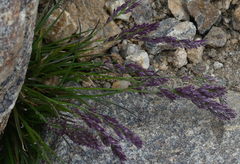 Poa alpina