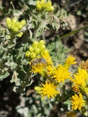 Colletes