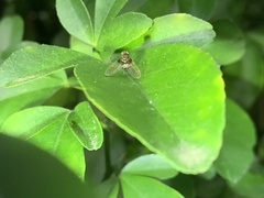 Chrysopilus basilaris