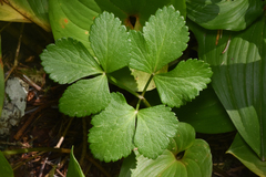 Ligusticum scothicum