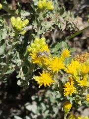 Colletes
