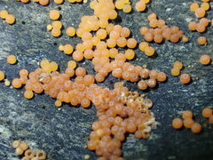 Hydropisphaera peziza