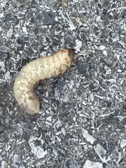 Scarabaeidae