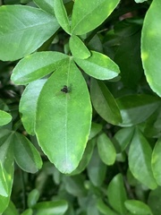 Chrysopilus basilaris
