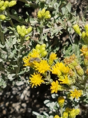 Colletes
