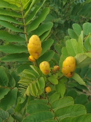 Senna