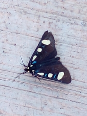 Alypiodes bimaculata