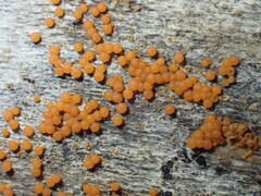 Hydropisphaera peziza