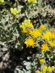 Colletes
