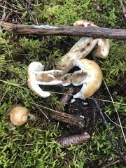 Russula fragrantissima