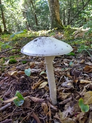 Amanita virosa