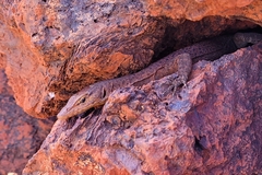 Varanus hamersleyensis