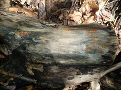 Hydropisphaera peziza