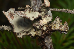 Lobarina scrobiculata