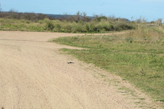 Tachycineta leucorrhoa