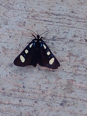 Alypiodes bimaculata