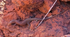 Varanus hamersleyensis