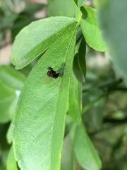 Chrysopilus basilaris