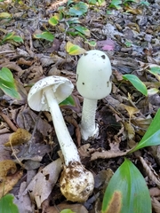 Amanita virosa