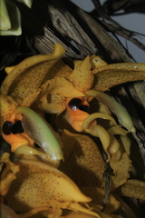 Stanhopea wardii
