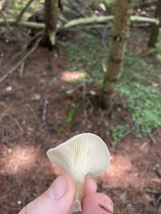 Ampulloclitocybe clavipes