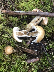 Russula fragrantissima